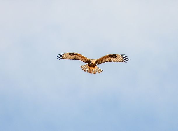 Long-legged Buzzard  - Krystyna Kowalska
