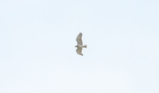 Schlangenadler  - Krystyna Kowalska