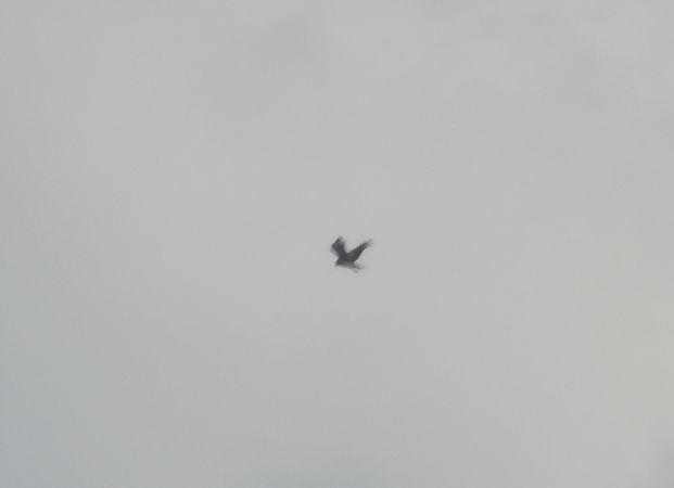 gadożer  - Krystyna Kowalska