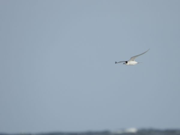 Küstenseeschwalbe  - Krystyna Kowalska