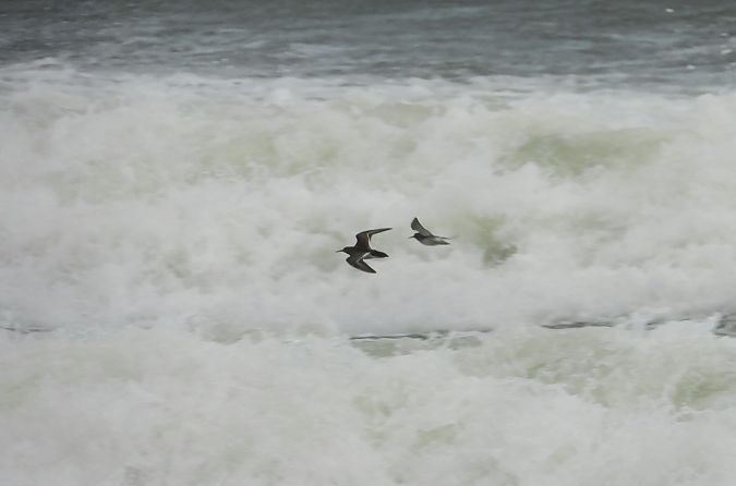 Meerstrandläufer  - Krystyna Kowalska