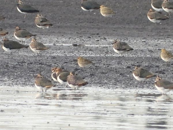Pacific Golden Plover  - Mirosław Nowicki