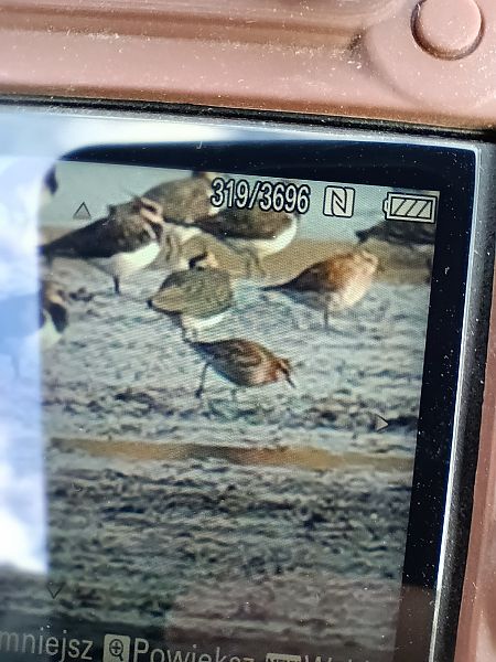 Pacific Golden Plover  - Jakub Nikiel