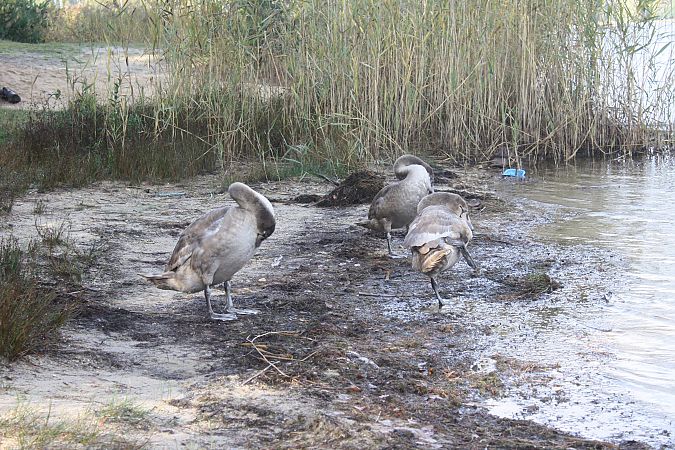 Höckerschwan  - Henryk Piernikarczyk