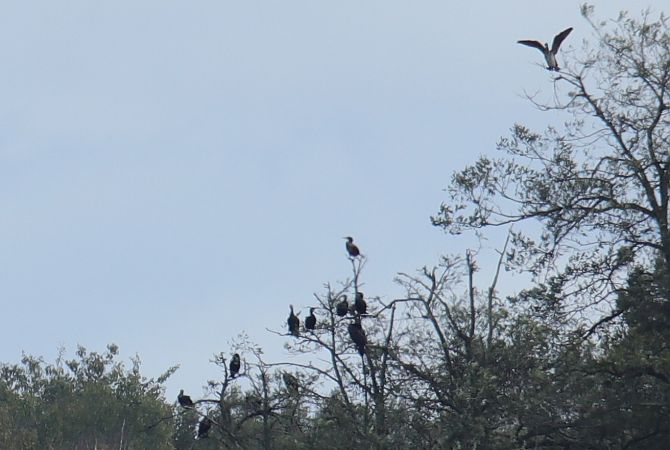 Kormoran  - Henryk Piernikarczyk