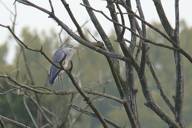 czapla siwa  - Henryk Piernikarczyk