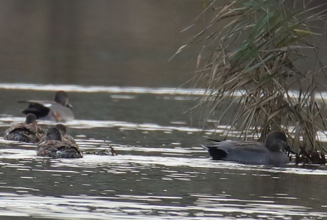Gadwall  - Henryk Piernikarczyk