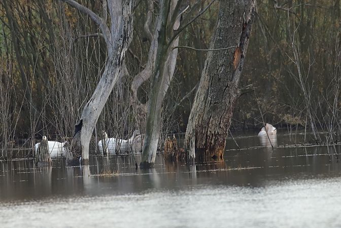 Mute Swan  - Henryk Piernikarczyk