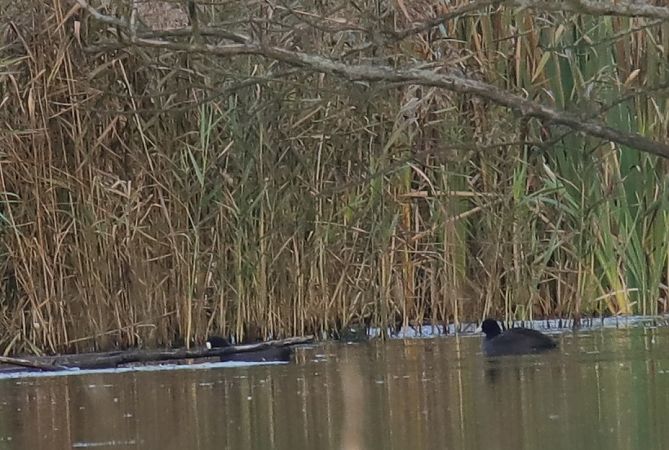 łyska  - Henryk Piernikarczyk