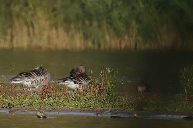 Graugans  - Henryk Piernikarczyk