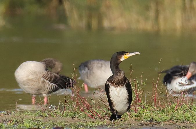 Great Cormorant  - Henryk Piernikarczyk