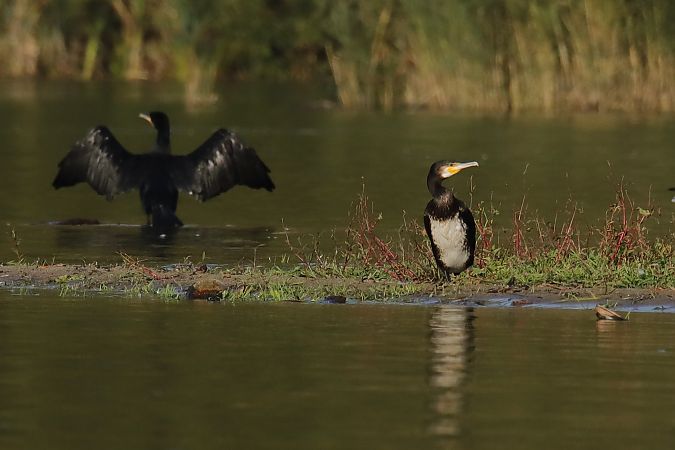 Kormoran  - Henryk Piernikarczyk