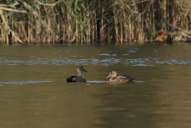 Gadwall  - Henryk Piernikarczyk