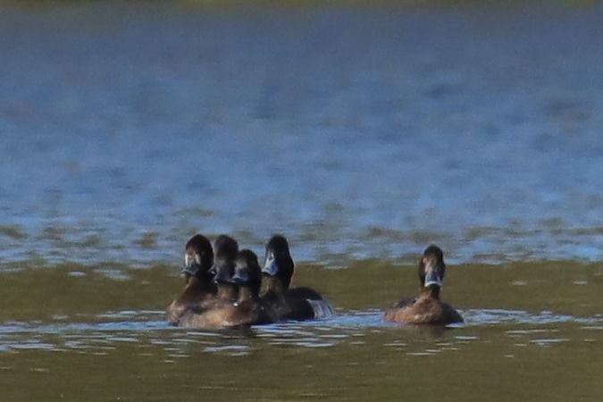 Reiherente  - Henryk Piernikarczyk