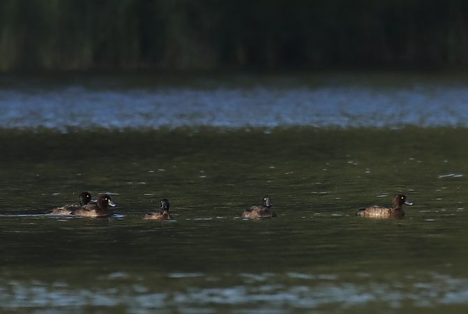 Fuligule morillon  - Henryk Piernikarczyk