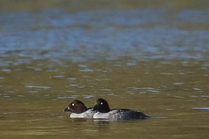 Garrot à œil d'or  - Henryk Piernikarczyk