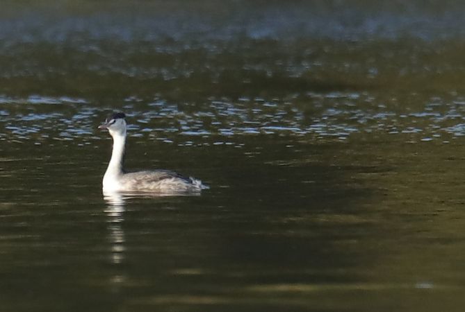 Haubentaucher  - Henryk Piernikarczyk