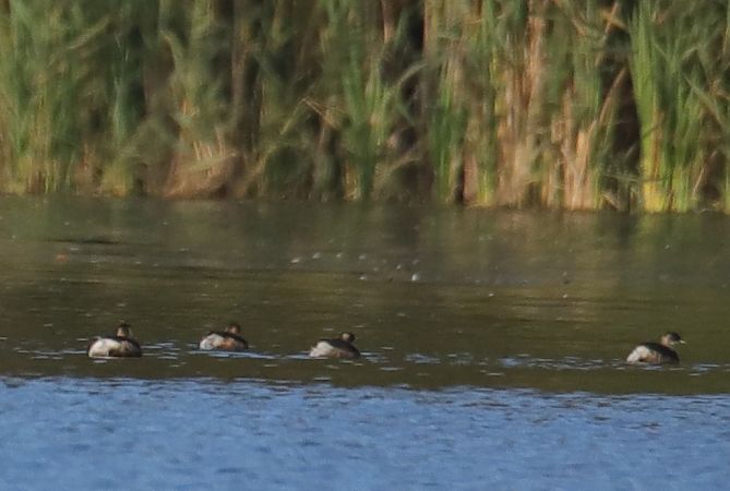 Zwergtaucher  - Henryk Piernikarczyk