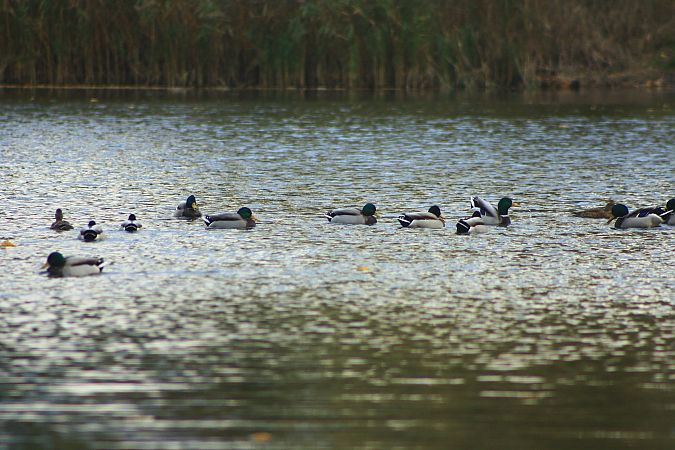 Mallard  - Henryk Piernikarczyk