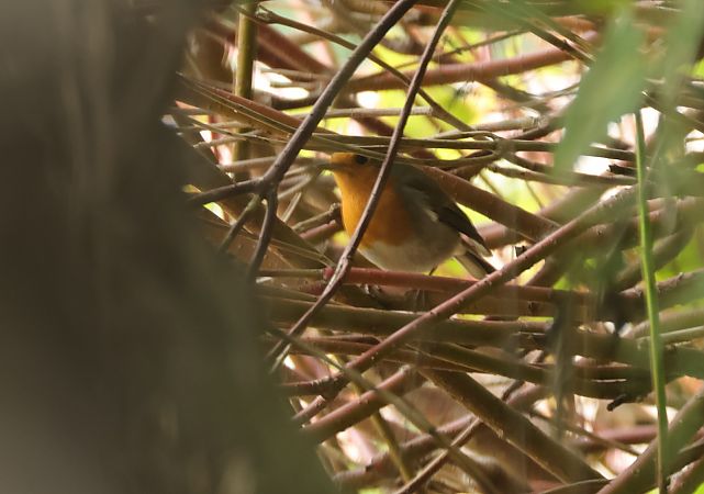 Rotkehlchen  - Tomasz Doroń