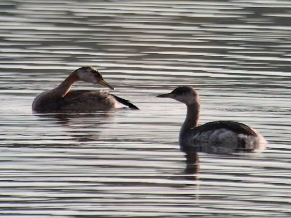perkoz rdzawoszyi  - Tomasz Doroń