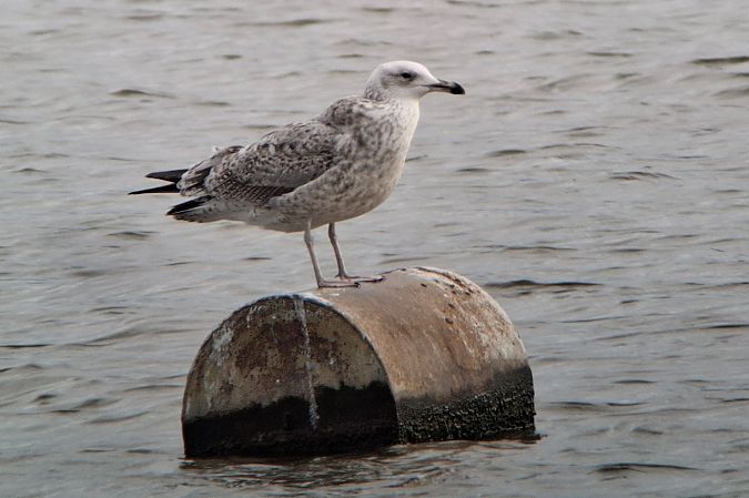 Goéland pontique  - Tomasz Doroń
