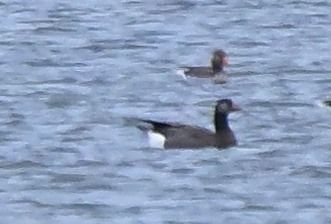 Hybrid Greylag x Canada Goose  - Zbigniew Balcerzak