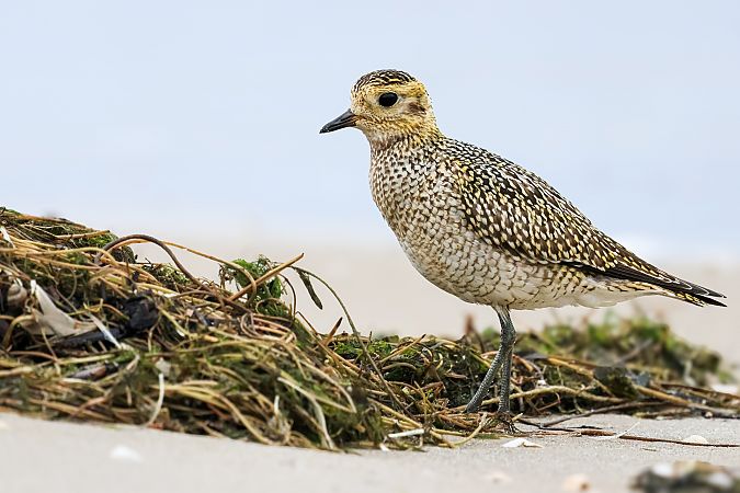 siewka złota  - Adam Grabowski