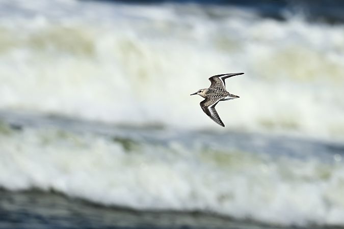 Bécasseau sanderling  - Adam Grabowski
