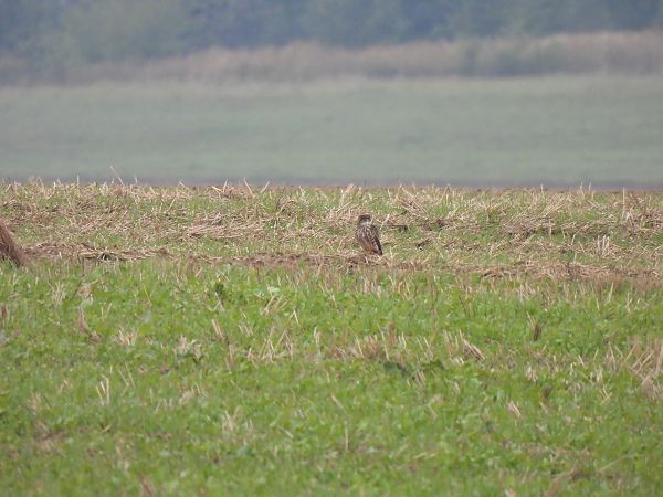 drzemlik  - Małgorzata Wierzba