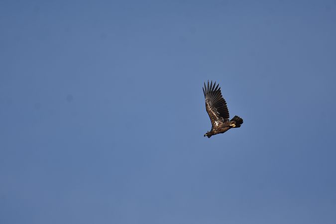 White-tailed Eagle  - Wojciech Kowalski