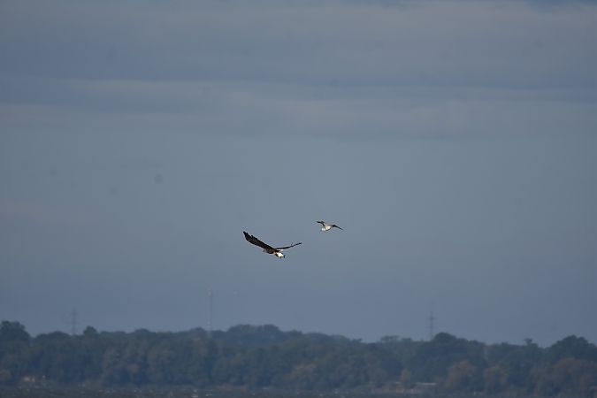 Pygargue à queue blanche  - Wojciech Kowalski