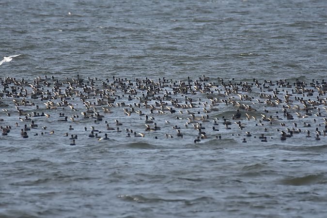 kormoran  - Wojciech Kowalski