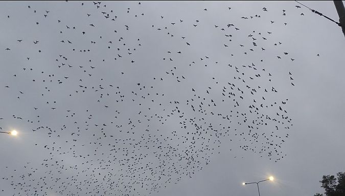 kawka  - Wojciech Kowalski