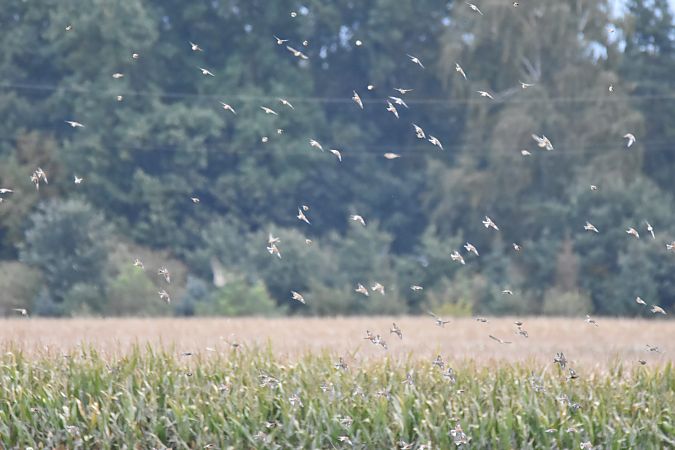 Common Linnet  - Wojciech Kowalski