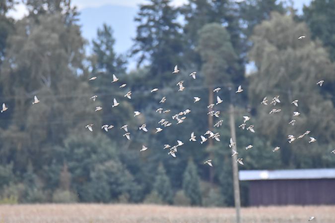 makolągwa  - Wojciech Kowalski