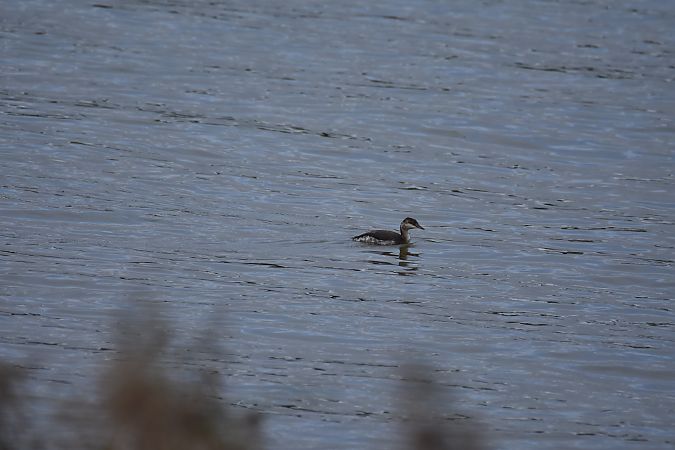 perkoz rogaty  - Wojciech Kowalski
