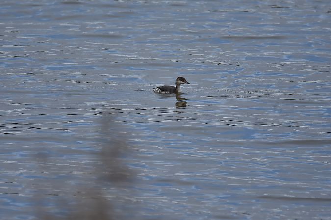 perkoz rogaty  - Wojciech Kowalski