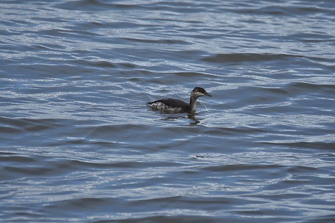 Grèbe esclavon  - Wojciech Kowalski