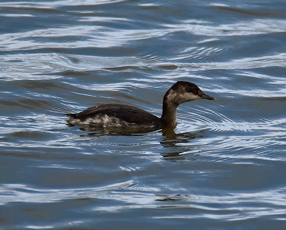 Grèbe esclavon  - Wojciech Kowalski