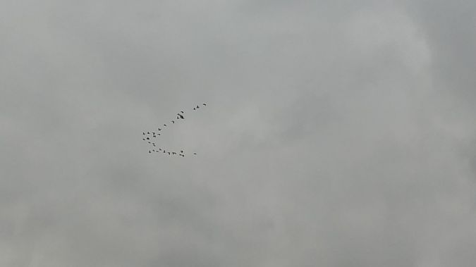 Anser-Gans, unbestimmt  - Wojciech Kowalski