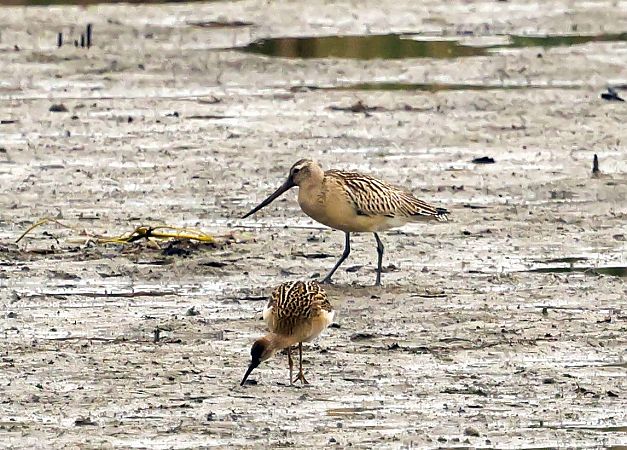 szlamnik  - Damian Mikulski