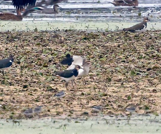 Sociable Lapwing  - Damian Mikulski