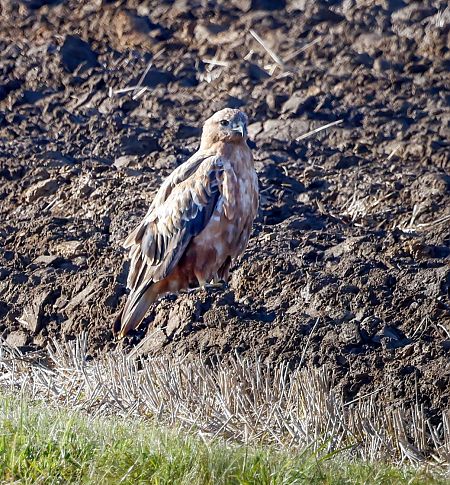 Adlerbussard  - Damian Mikulski