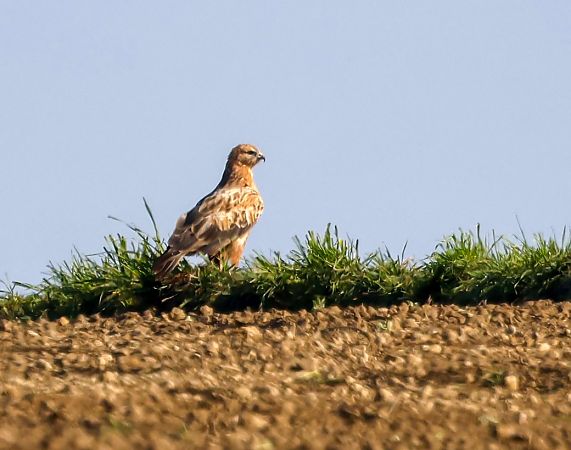 Adlerbussard  - Damian Mikulski