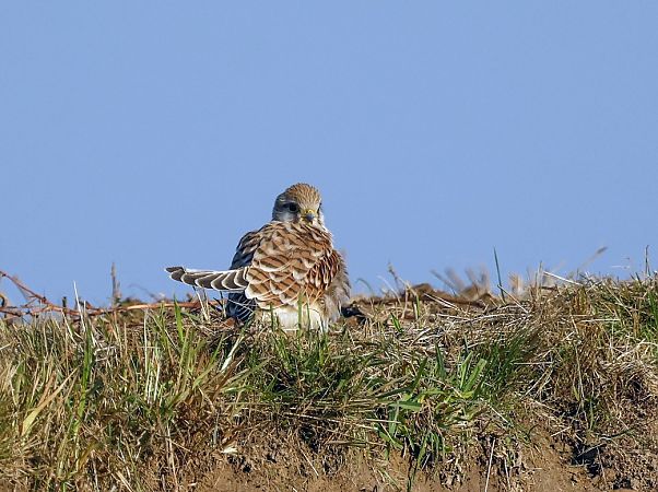 pustułka  - Damian Mikulski