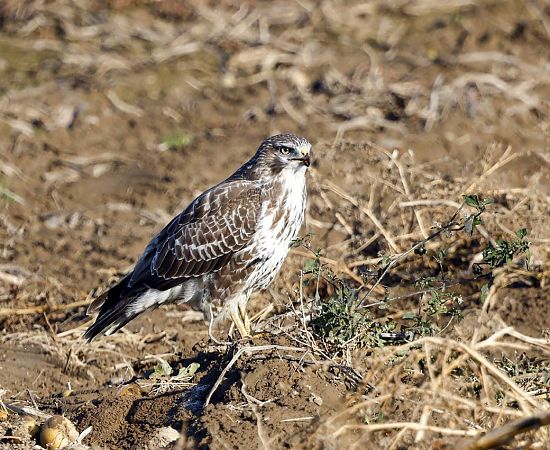 Mäusebussard  - Damian Mikulski