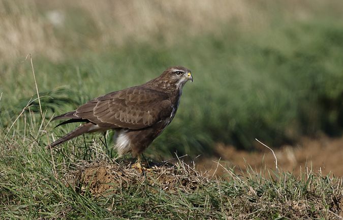 Mäusebussard  - Damian Mikulski
