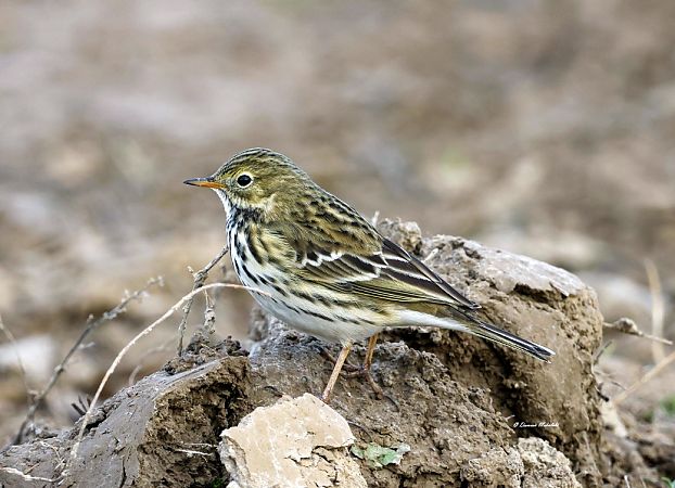Meadow Pipit  - Damian Mikulski