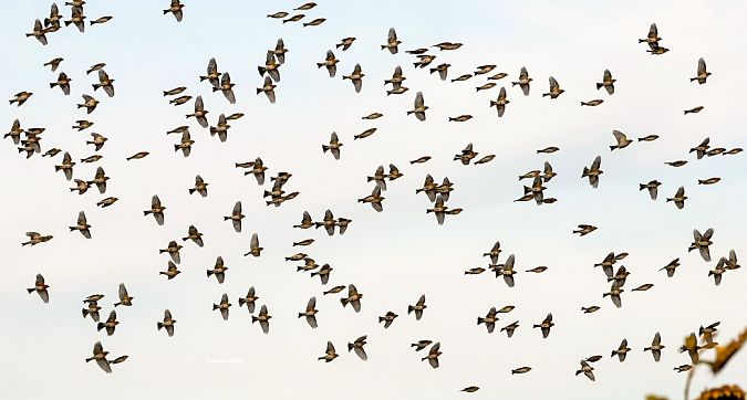 jer  - Damian Mikulski